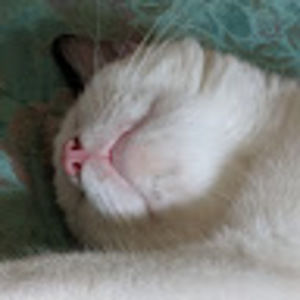 Meet your Posher, Acey